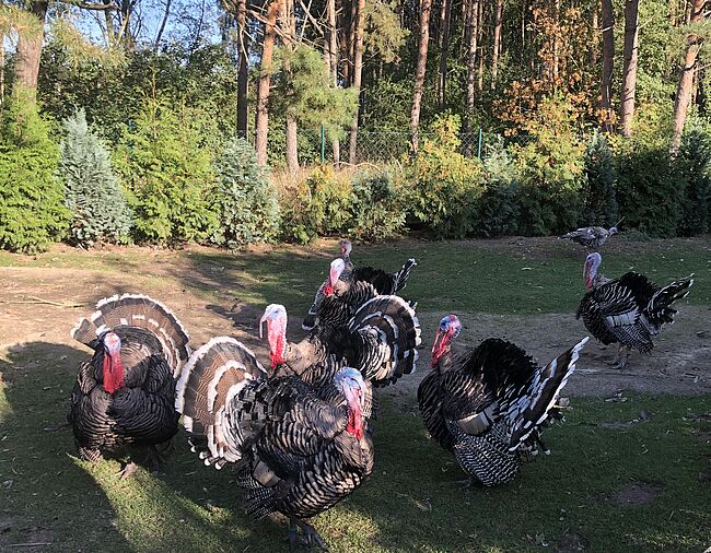 Symbolbild Landkreis Börde / in Wieglitz wurde der Ausbruch der Geflügelügelpest amtlich festgestellt / es wurden eien Schutz- und eine Beobachtungszone eingerichtet. Die Verhaltesregeln findet man in der Verfügung des Landkreises Börde vom  31.01.2023