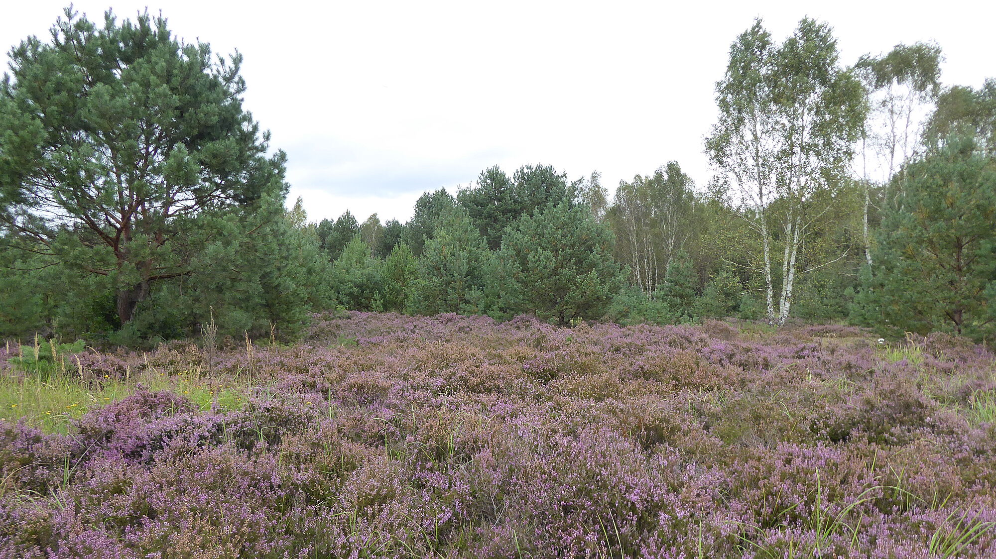 Colbitz-Letzlinger Heide