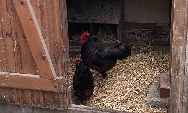 Das Foto zeigt zwei Zwerghühner in einem mit Stroh belegten "Hühnerstall". Das Bild zeigt im Vordergrund den Eingangsbereich / die Tür zum Stall.  