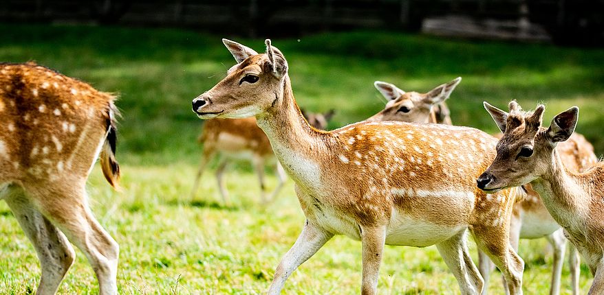 Rehe stehen auf einer Wiese im wald