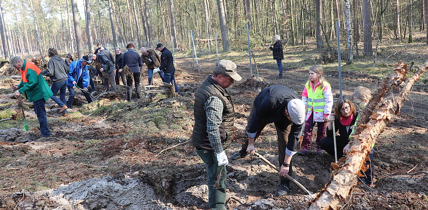 Viele Menschen helfen, um den Haldensleber Bürgerwald aufzuforsten. Im Bild Landrat martin Stichnoth und Kreismitarbeiter Gerald Hering, die bei der Pflanzung eines Setzlinges von einem Kind unterstützt werden. 